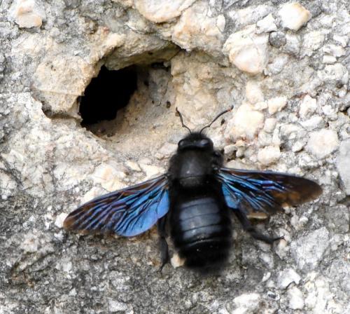Réf. 248 211 : Xylocopa violacea